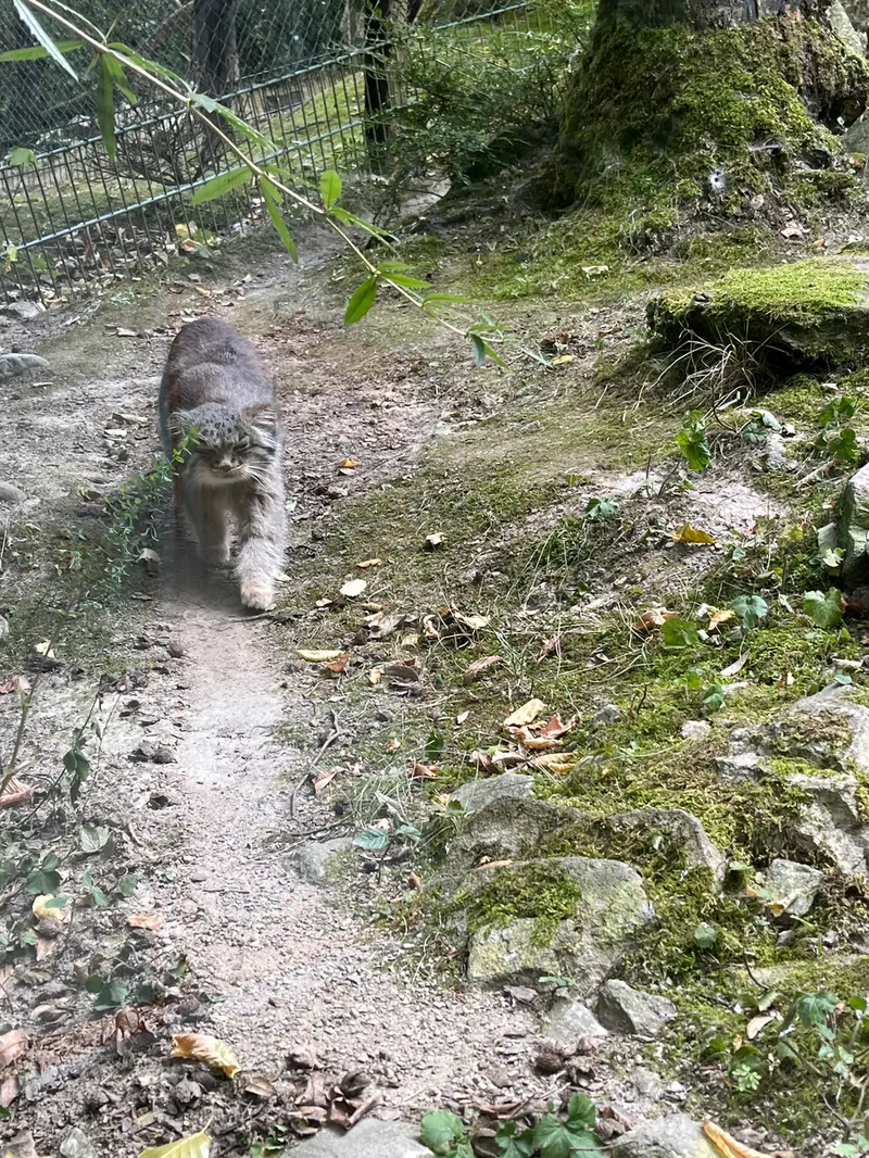 オペル動物園のバトゥの写真
