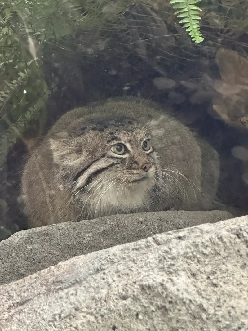 神戸どうぶつ王国のアズの写真
