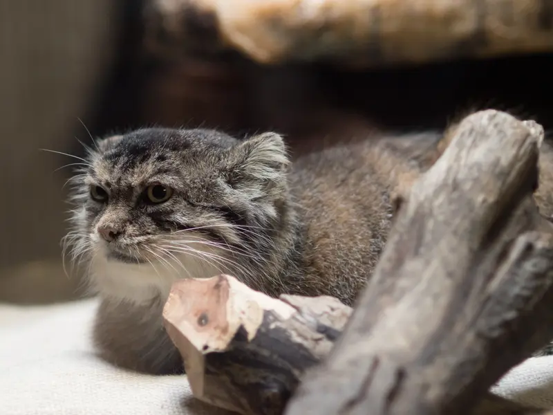 恩賜上野動物園のプリームラの写真