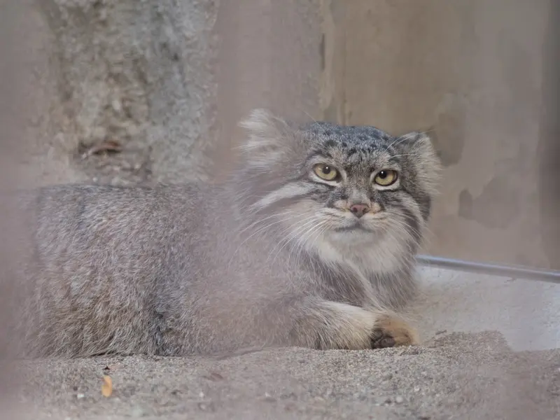 野毛山動物園のフィーガの写真