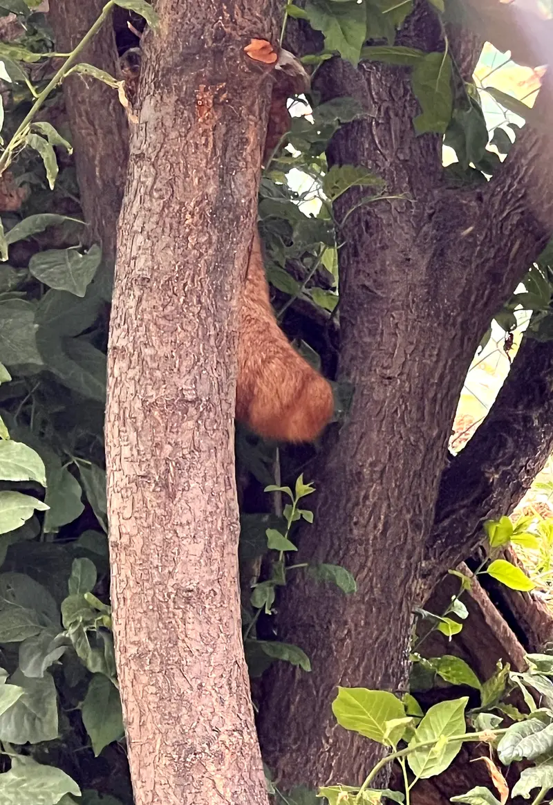 マヌルネコの写真