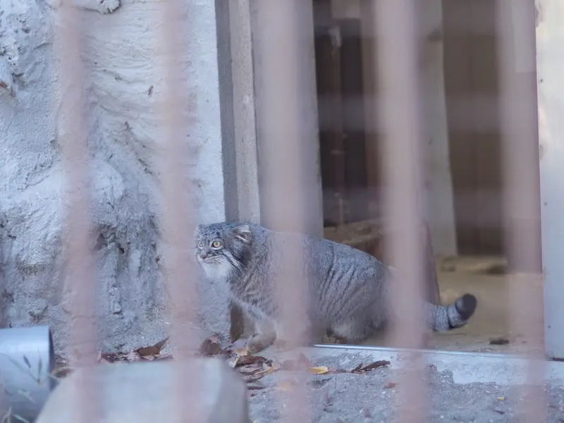 野毛山動物園のフィーガの写真