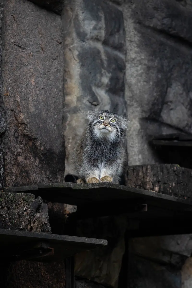 モスクワ動物園のティモフェイの写真