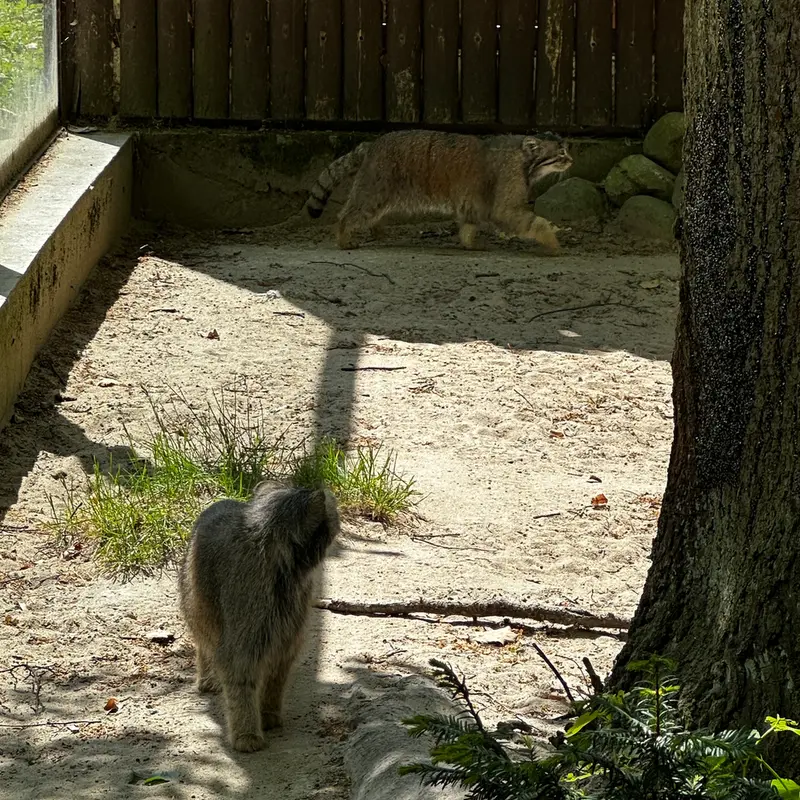 ポズナン新動物園のマヌルネコの写真