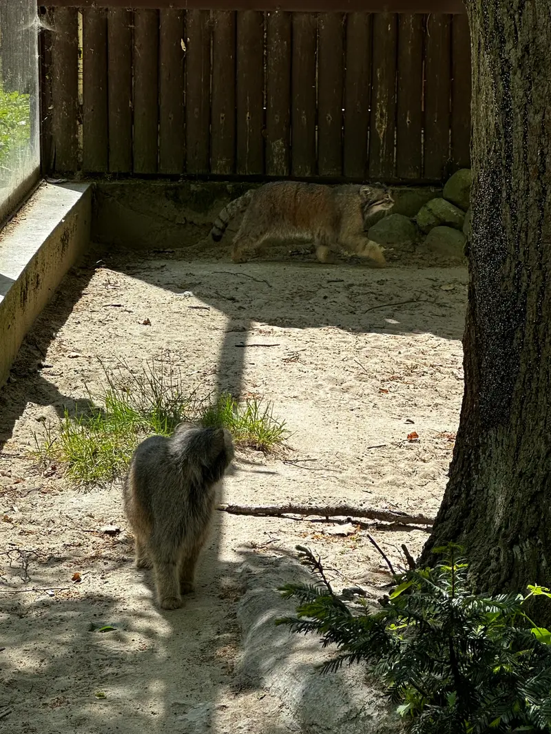 ポズナン新動物園のマヌルネコの写真