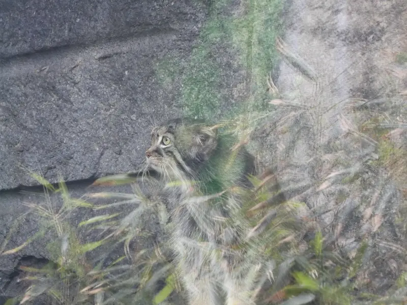モスクワ動物園のティモフェイの写真