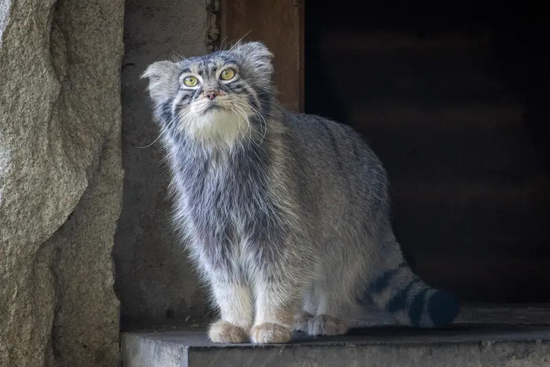 モスクワ動物園のティモフェイの写真