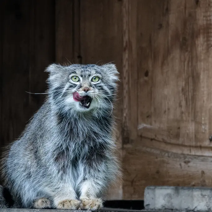 モスクワ動物園のティモフェイの写真