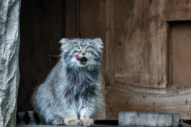 モスクワ動物園のティモフェイの写真