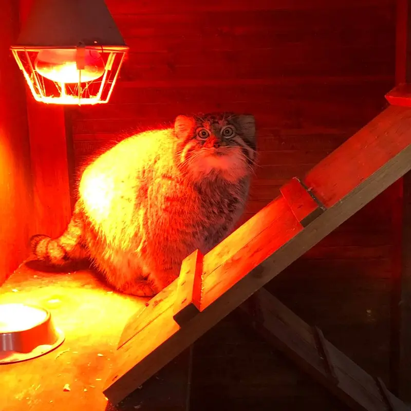 イジェフスク動物園（ウドムルト動物園）のアルタイの写真
