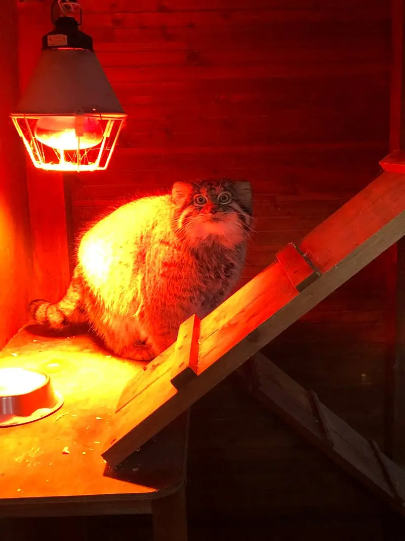イジェフスク動物園（ウドムルト動物園）のアルタイの写真