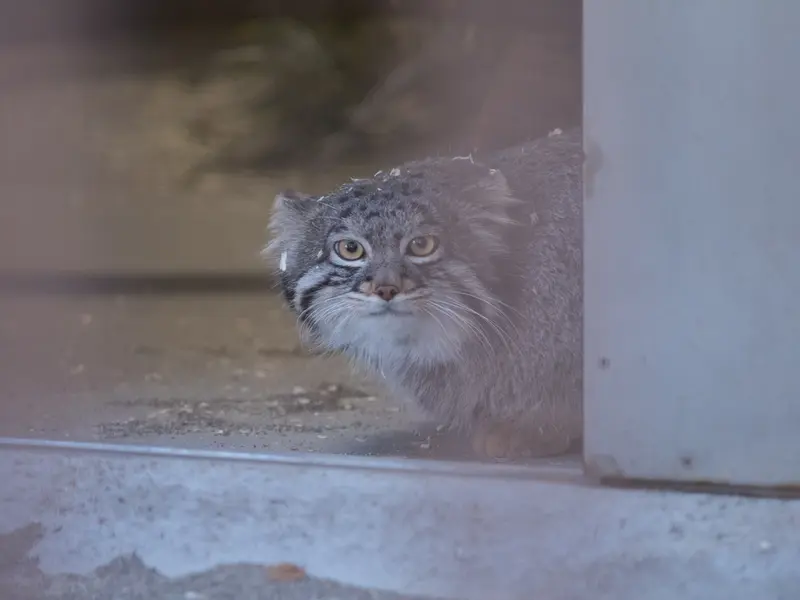 野毛山動物園のフィーガの写真