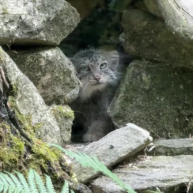 オペル動物園のマヌルネコの写真