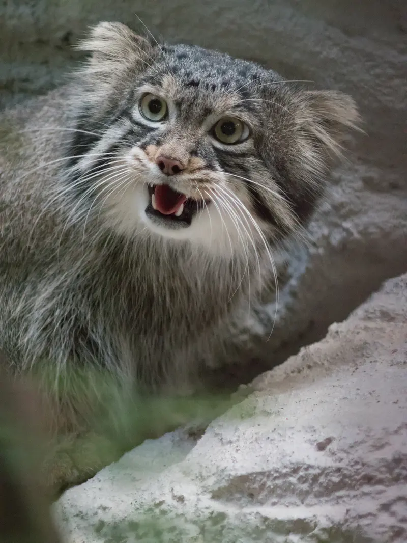 野毛山動物園のフィーガの写真