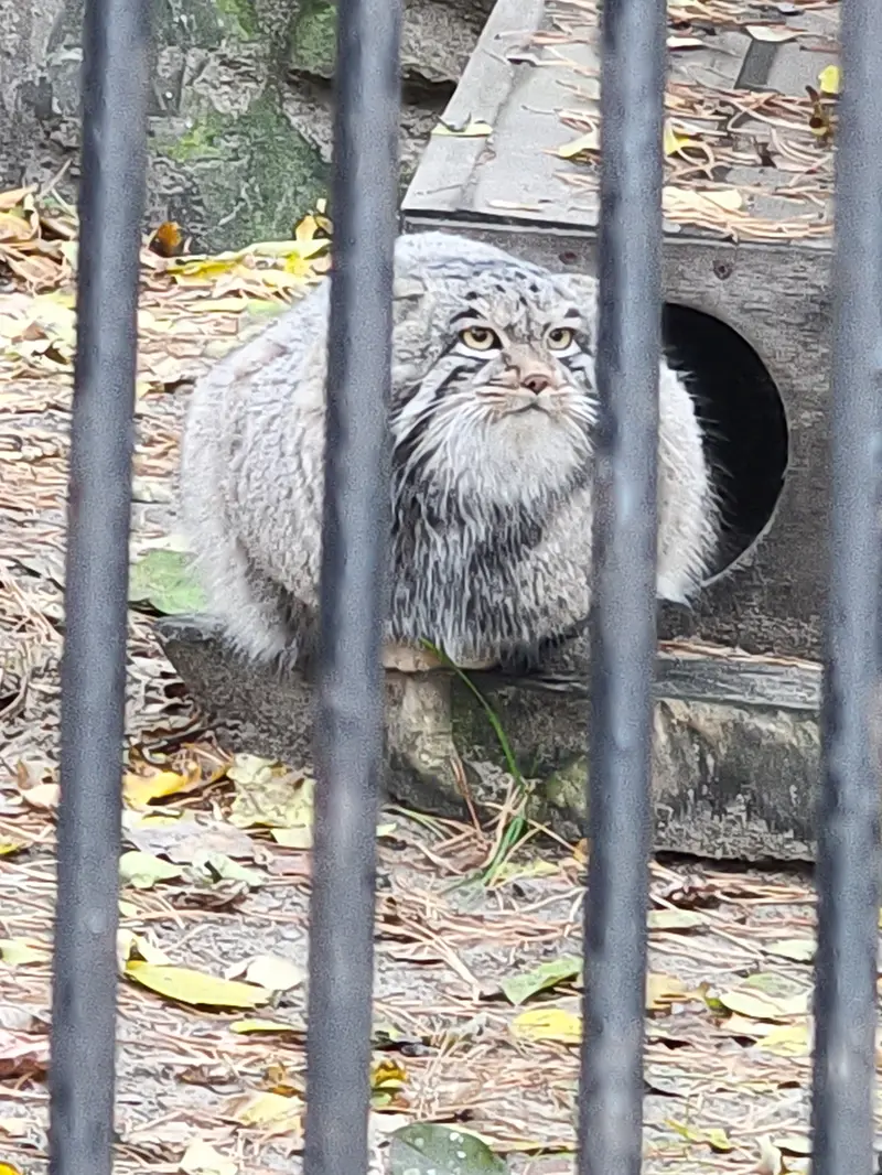ノヴォシビルスク動物園のメンスの写真