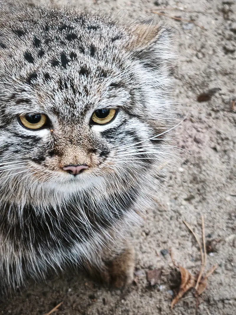ノヴォシビルスク動物園のスネジャナの息子 b.2026 Ⅲの写真