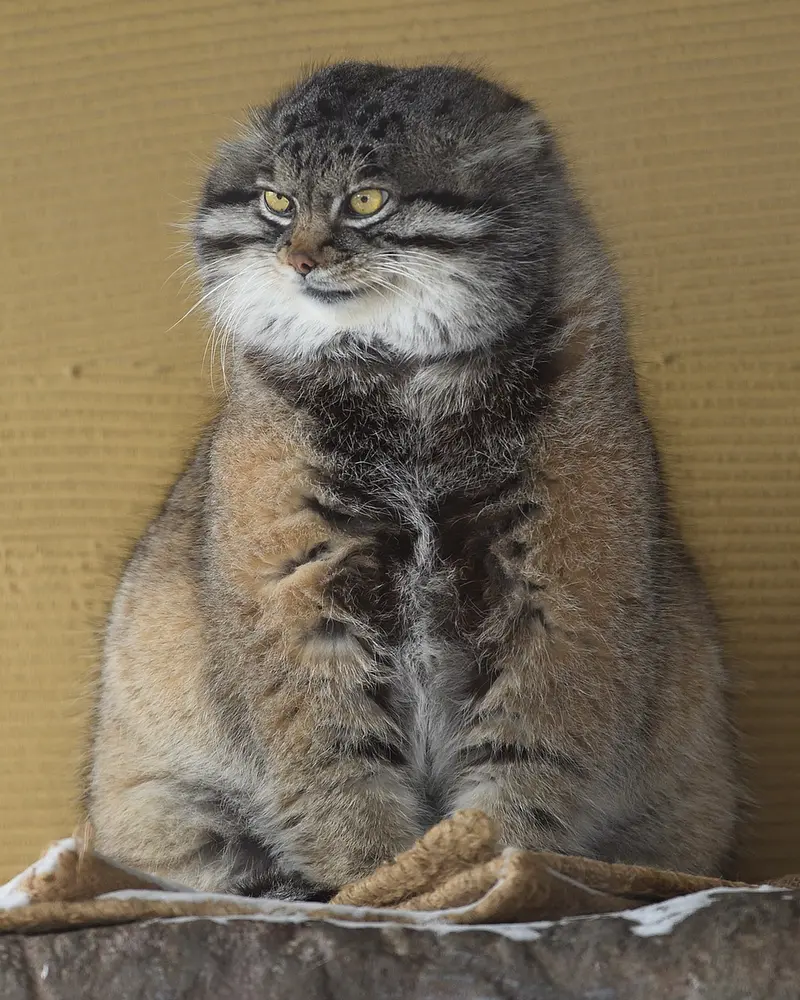 旭山動物園のグルーシャの写真