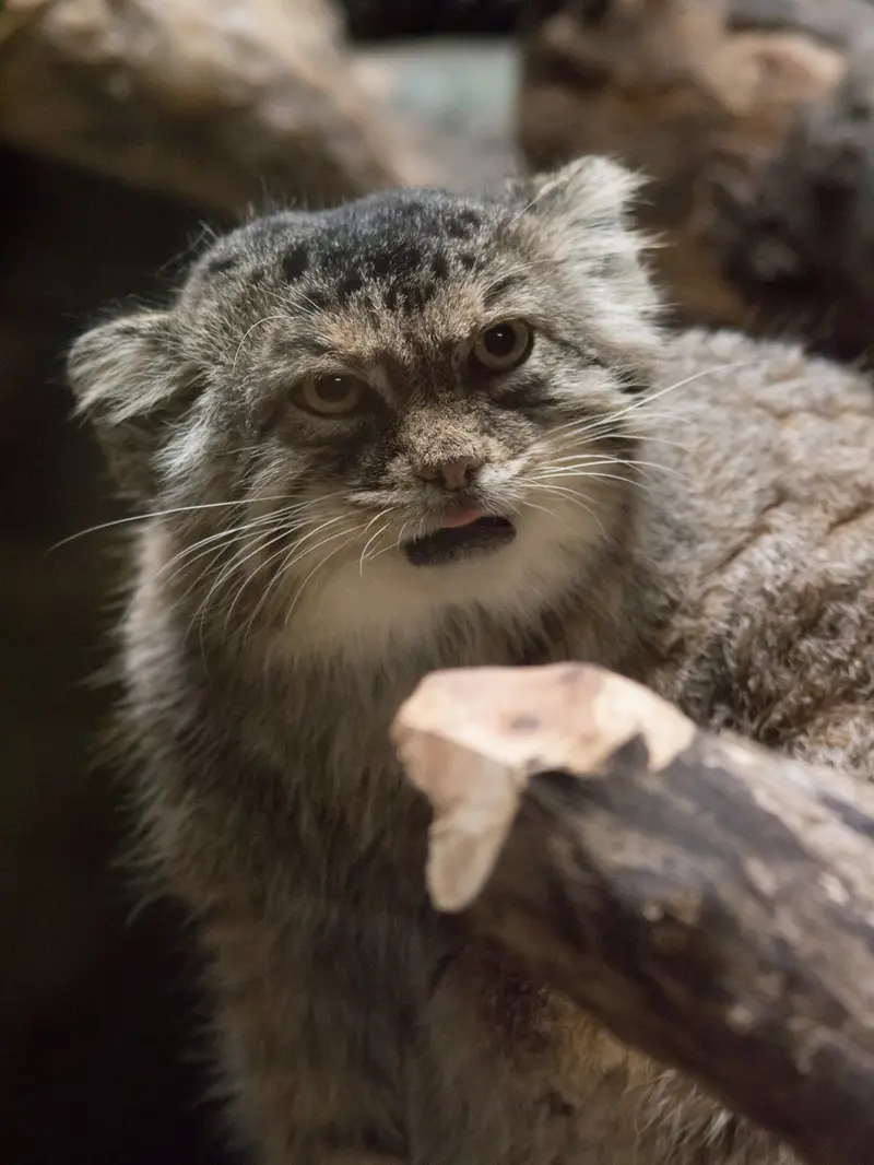 恩賜上野動物園のプリームラの写真