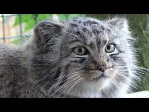 ビッグ・キャット・サンクチュアリのシヴァとアドゥヴァの動画