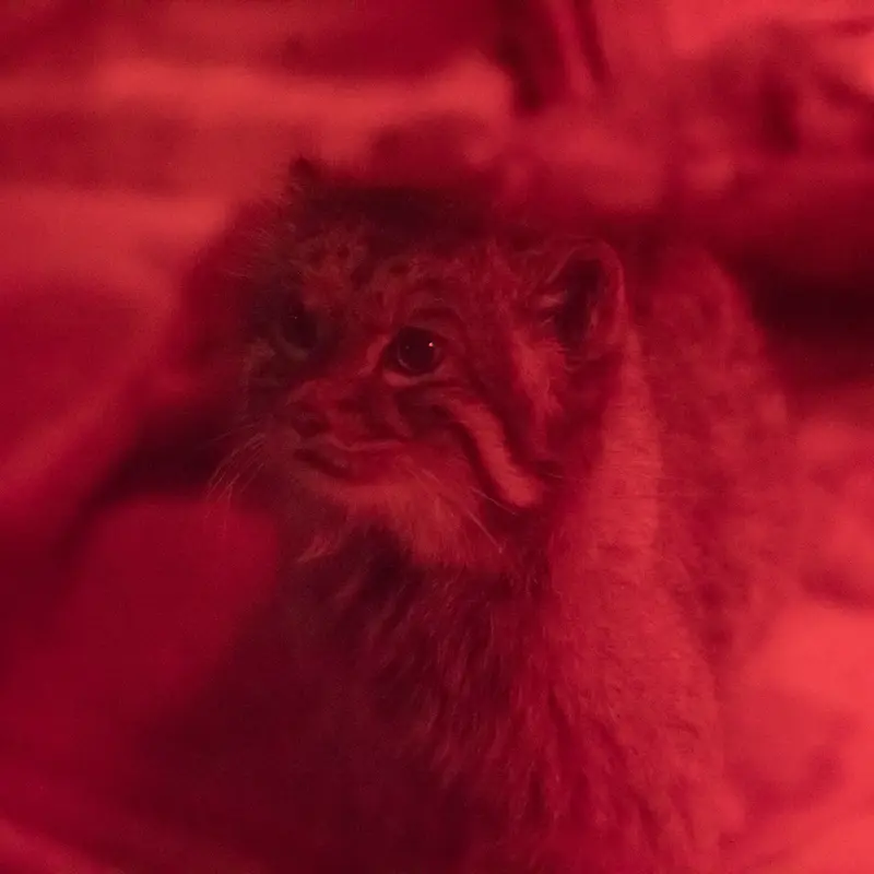 恩賜上野動物園のナイマの写真