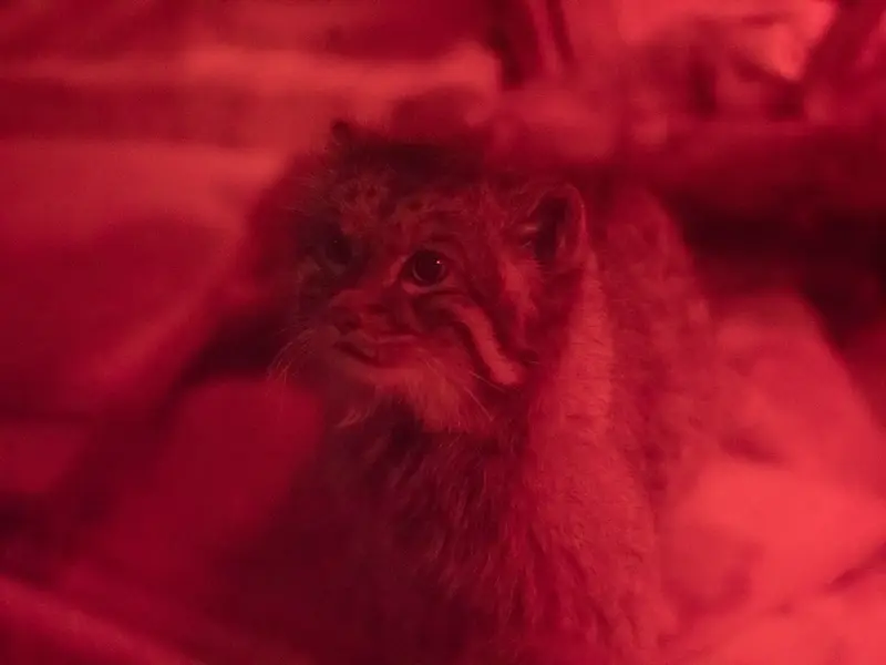 恩賜上野動物園のナイマの写真