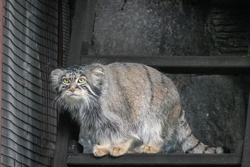 モスクワ動物園のティモフェイの写真