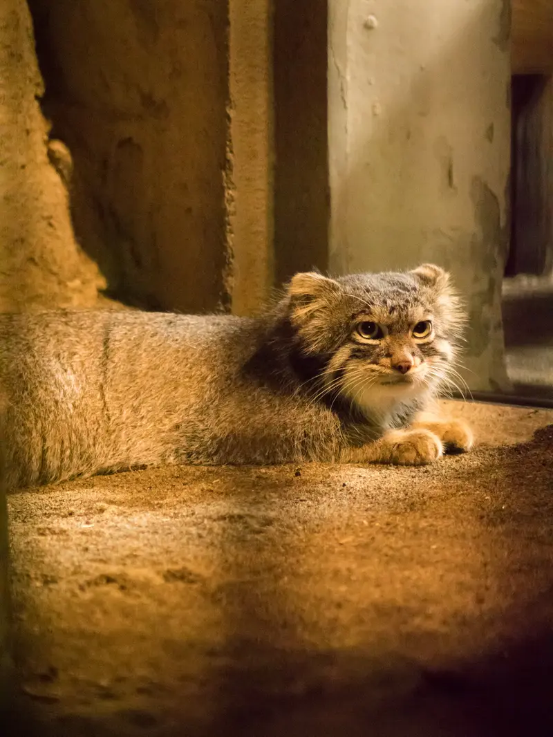 野毛山動物園のフィーガの写真