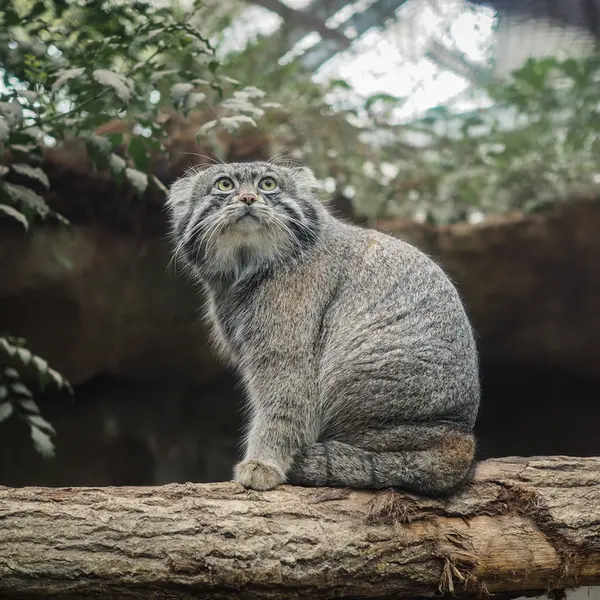 神戸どうぶつ王国のナルの写真