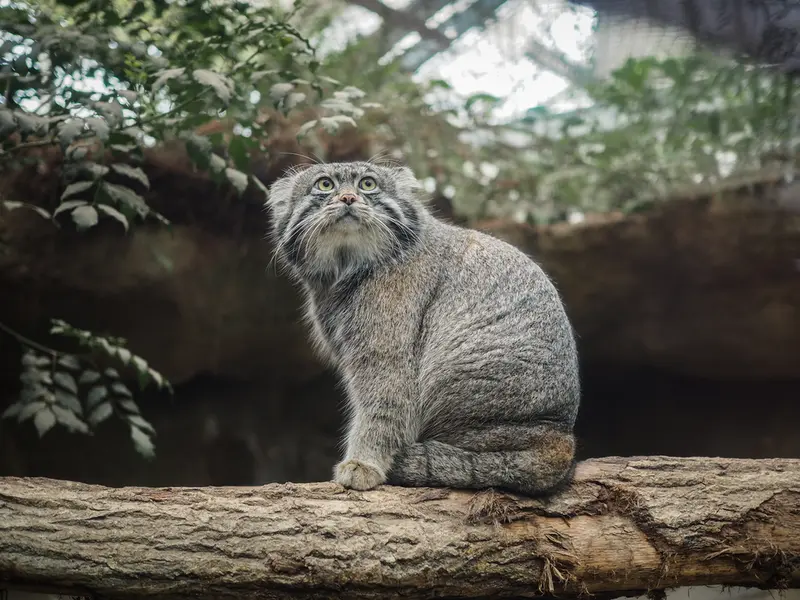 神戸どうぶつ王国のナルの写真