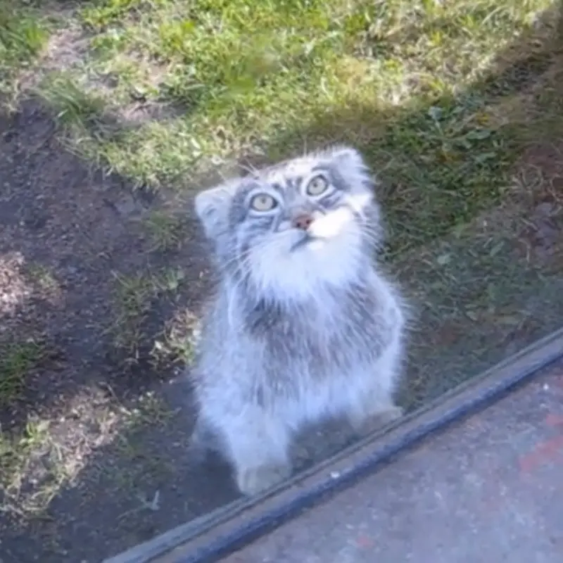 パルケン動物園のベニーの写真