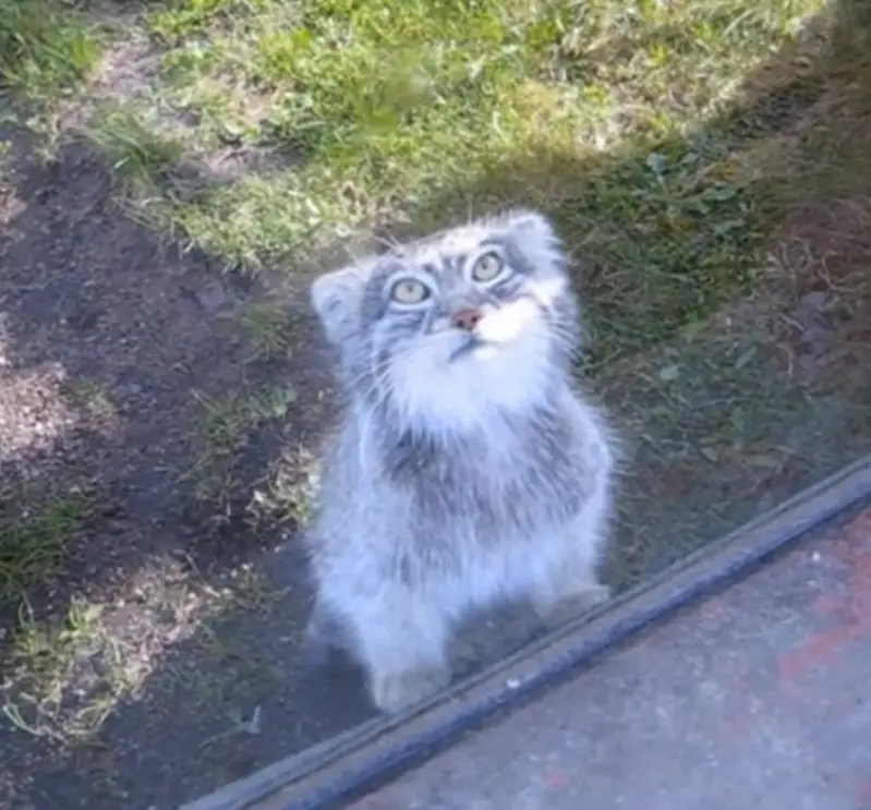 パルケン動物園のベニーの写真