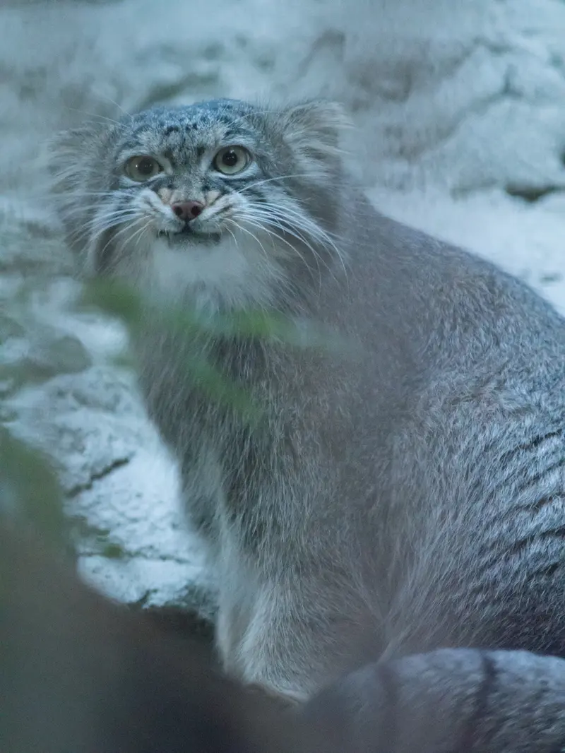 野毛山動物園のフィーガの写真