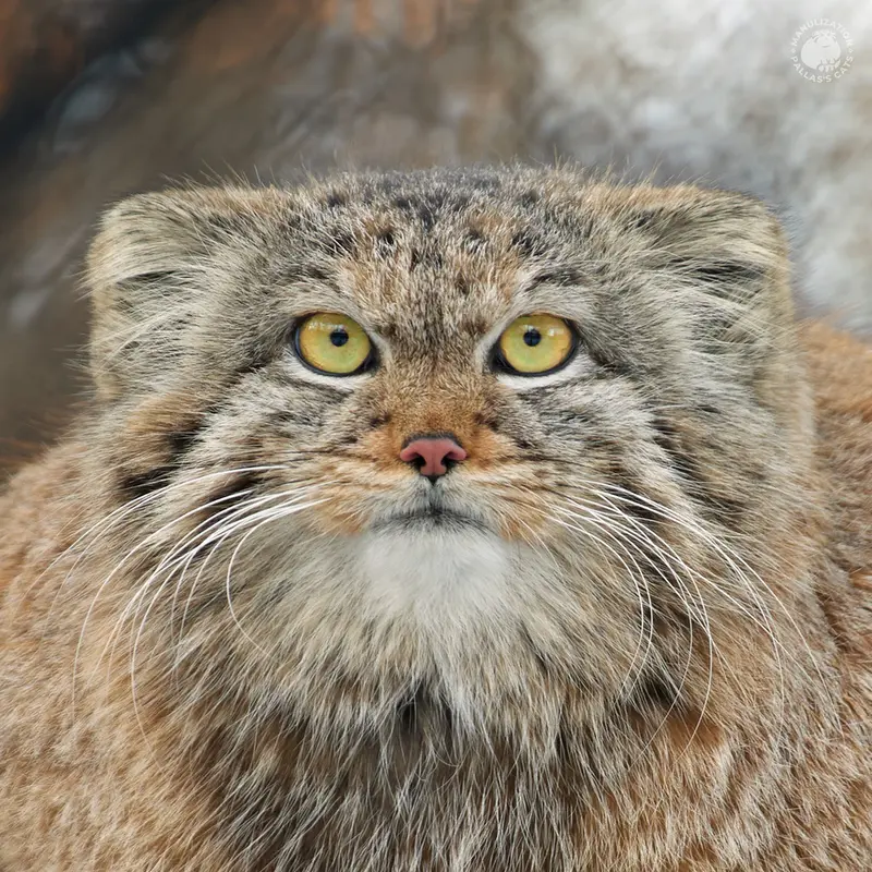 レニングラード動物園のマヌルネコのペペ