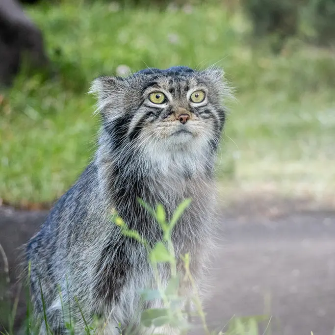 モスクワ動物園のティモフェイの写真