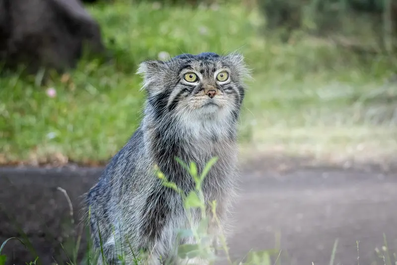 モスクワ動物園のティモフェイの写真