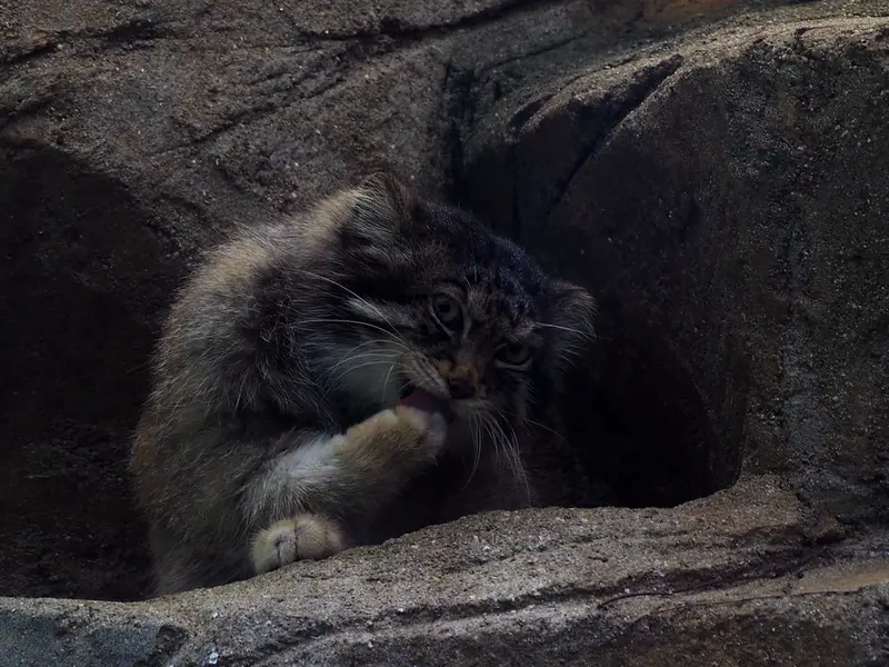 神戸市立王子動物園のイーリスの写真