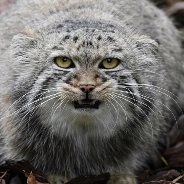 ビオ・トピア・ダンケルクのマヌルネコの写真