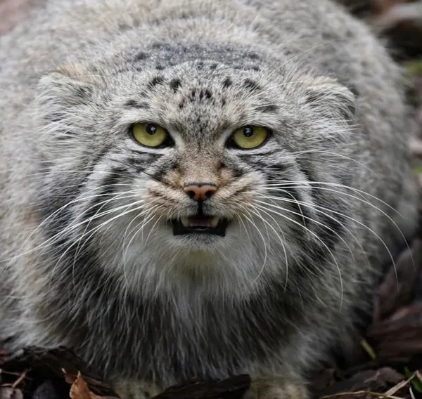 ビオ・トピア・ダンケルクのマヌルネコの写真