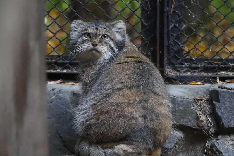 ノヴォシビルスク動物園のラストチカの写真