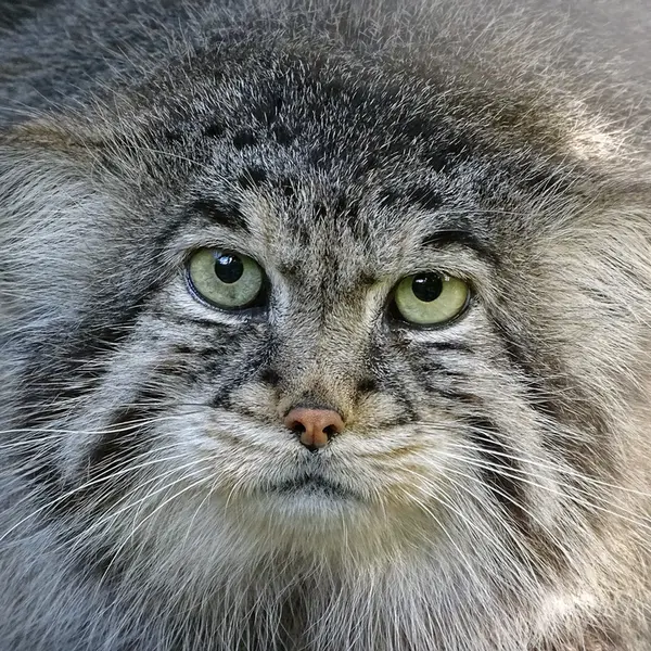 リガ動物園のビョルンの写真