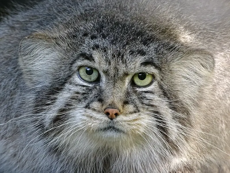 リガ動物園のビョルンの写真
