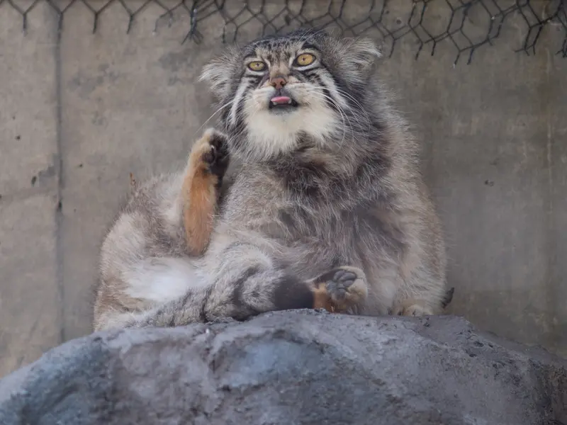 旭山動物園のグルーシャの写真