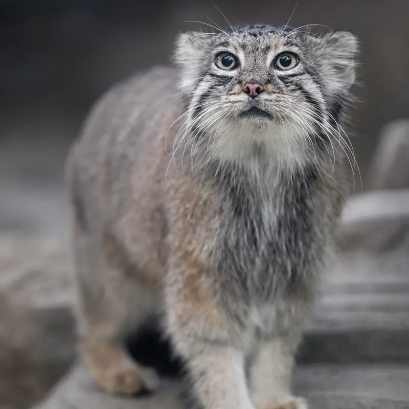 神戸どうぶつ王国のアズの写真