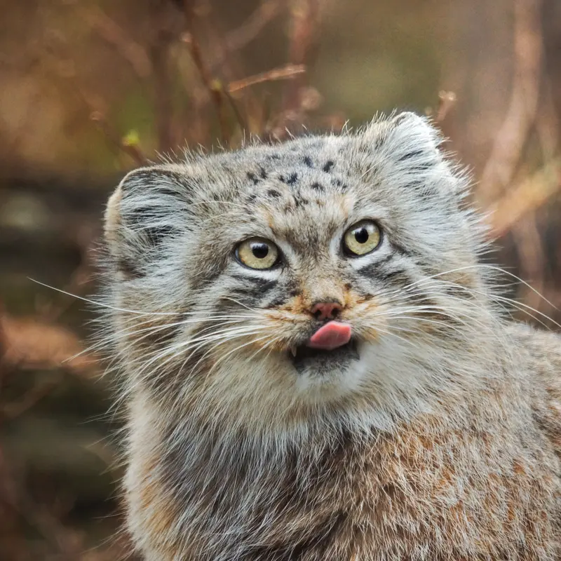 ヴロツワフ動物園のザリナの写真