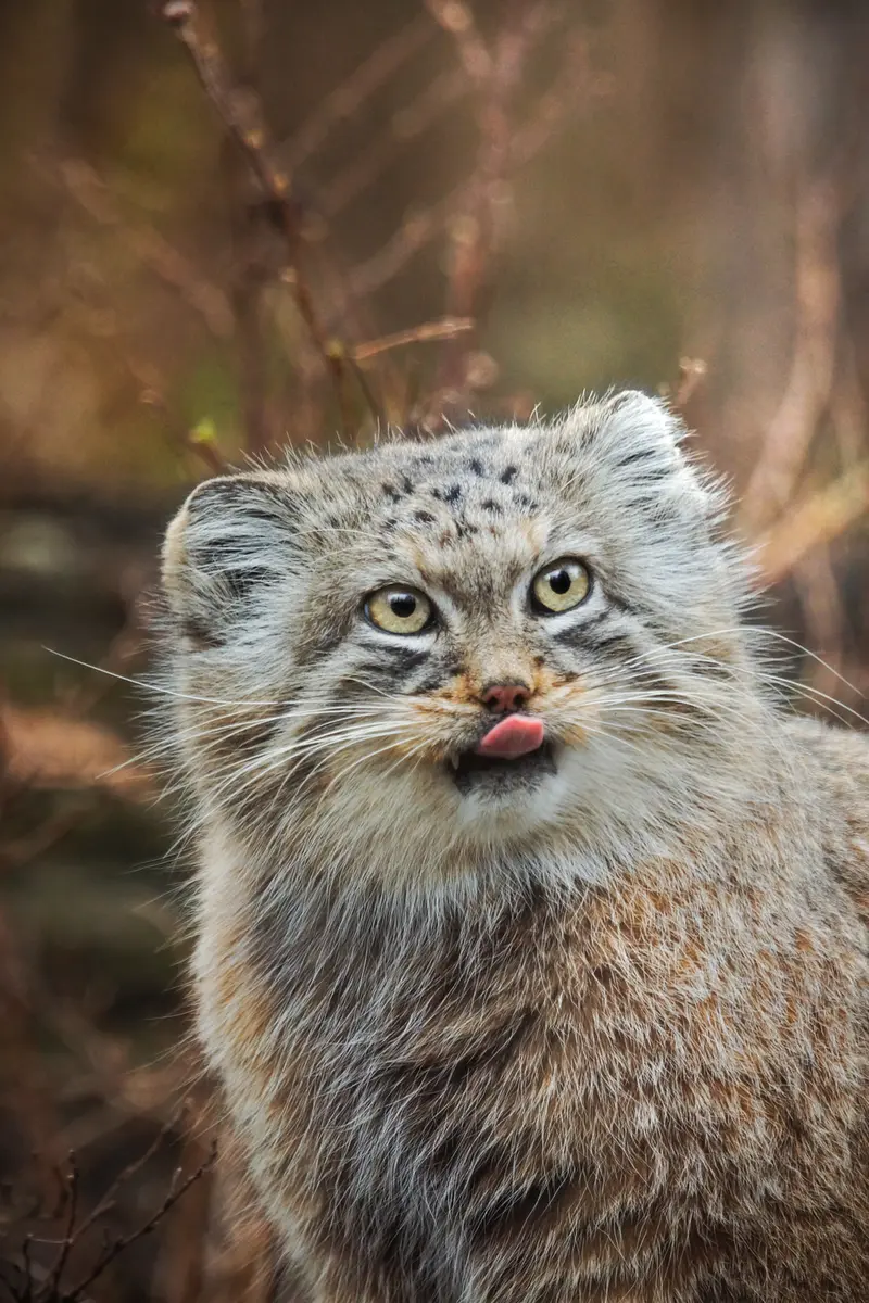 ヴロツワフ動物園のザリナの写真