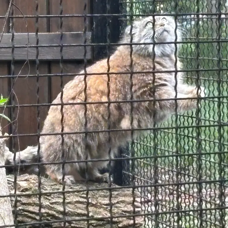 ワルシャワ動物園のジェシーの写真