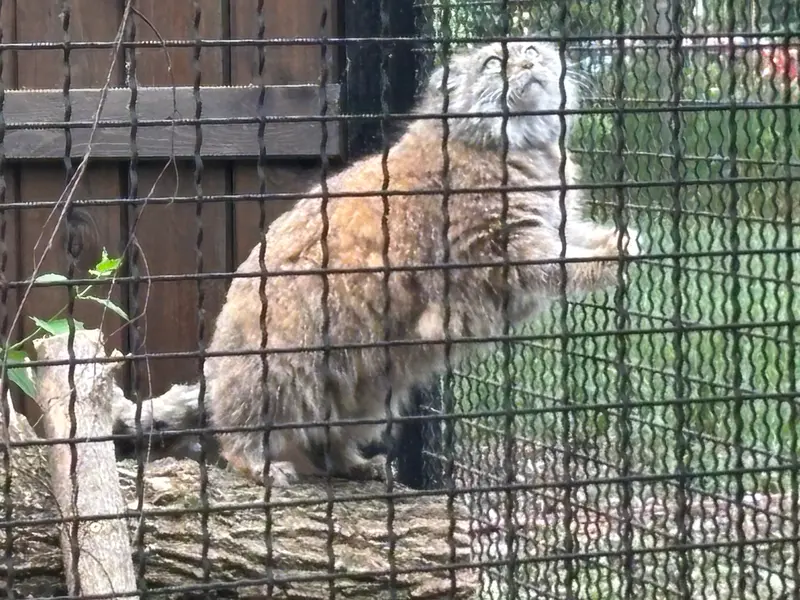ワルシャワ動物園のジェシーの写真