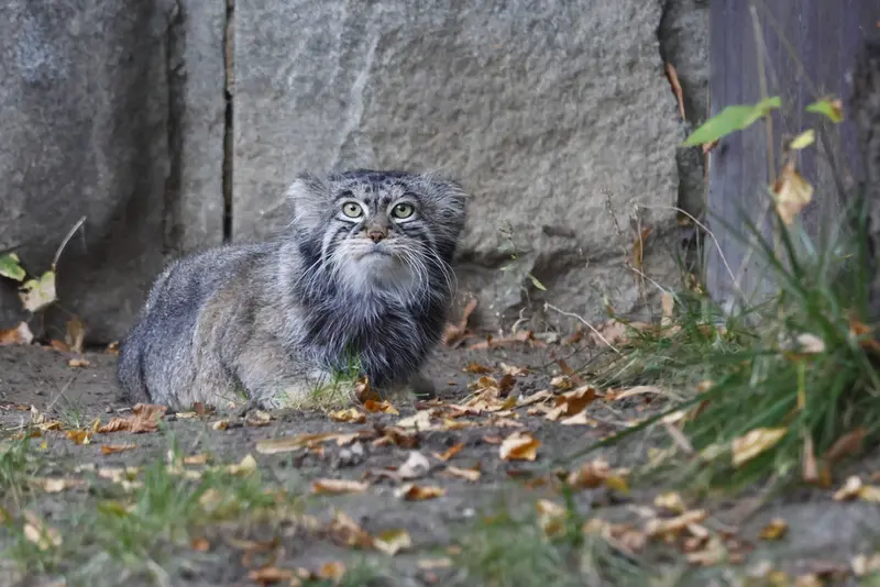 モスクワ動物園のティモフェイの写真