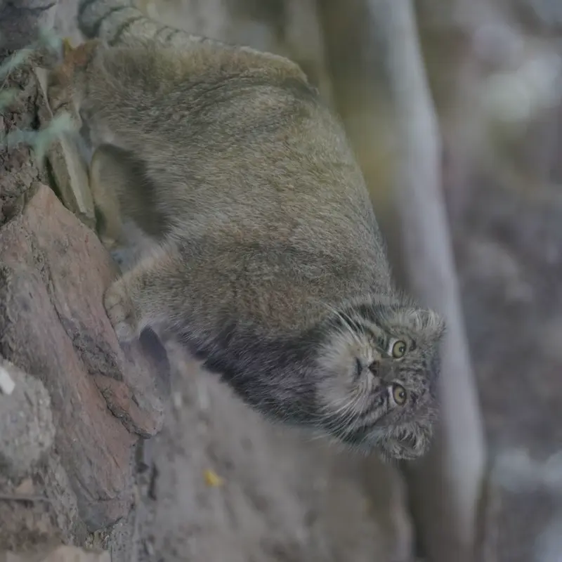 プエブロ動物園のタイ・チーの写真