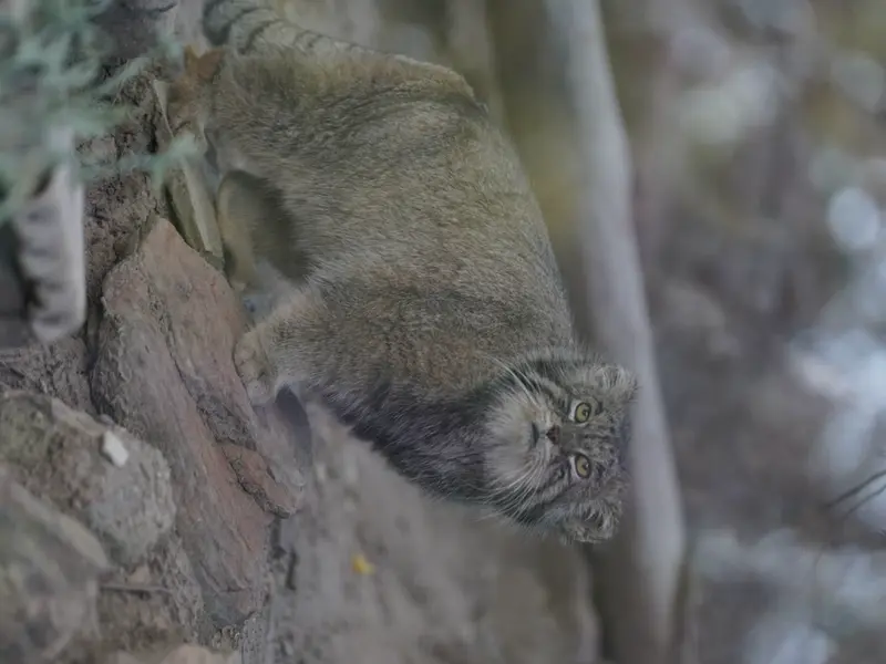 プエブロ動物園のタイ・チーの写真